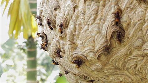 decoy wasp nests not working.